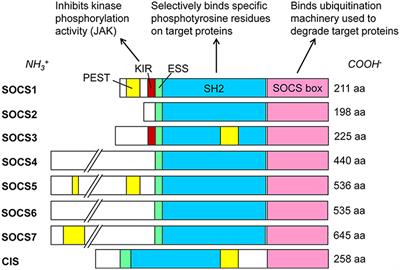 SOCS and Herpesviruses, With Emphasis on Cytomegalovirus Retinitis